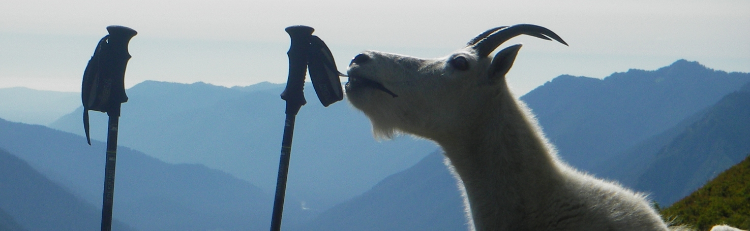 Mountain Goat on Mt Carrie