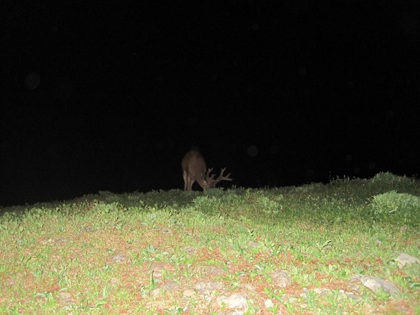 HUGE Black Tail Deer at Stomping Hoof