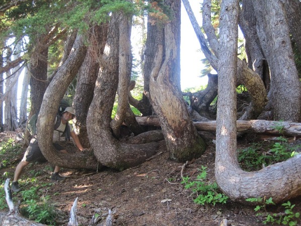 Funny tree formation on the High Divide